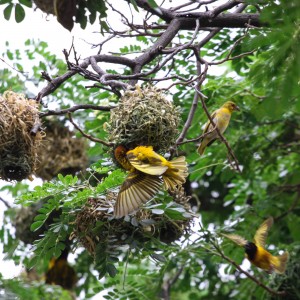 Pajaro Tejedor_Harrison Ruiz